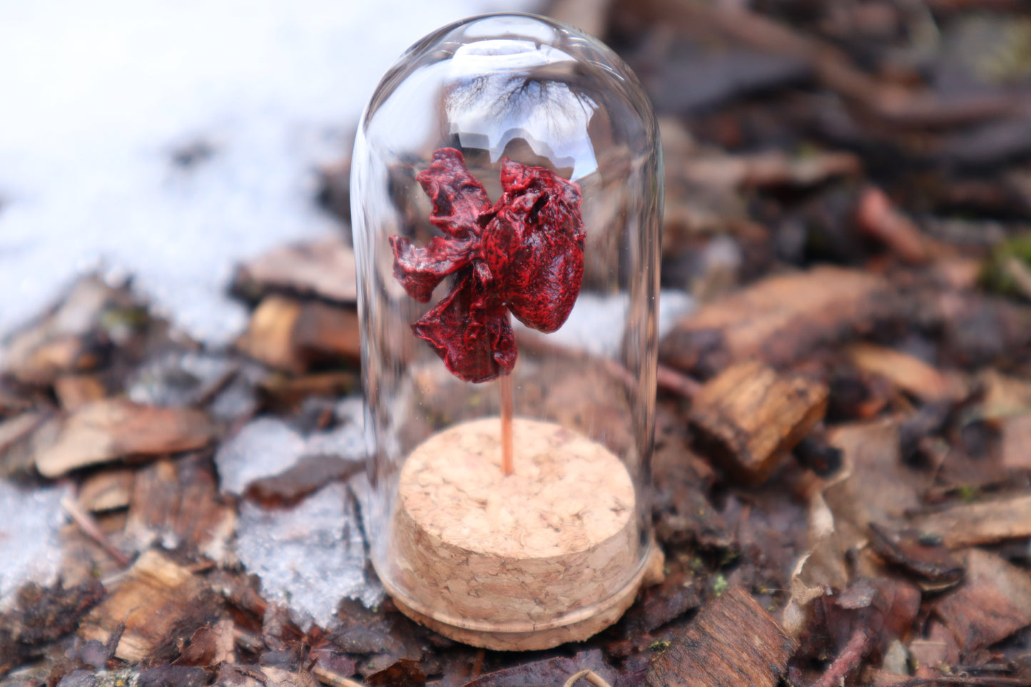 Dry Preserved Kitten Heart and Lungs