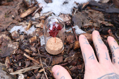 Dry Preserved Kitten Heart and Lungs