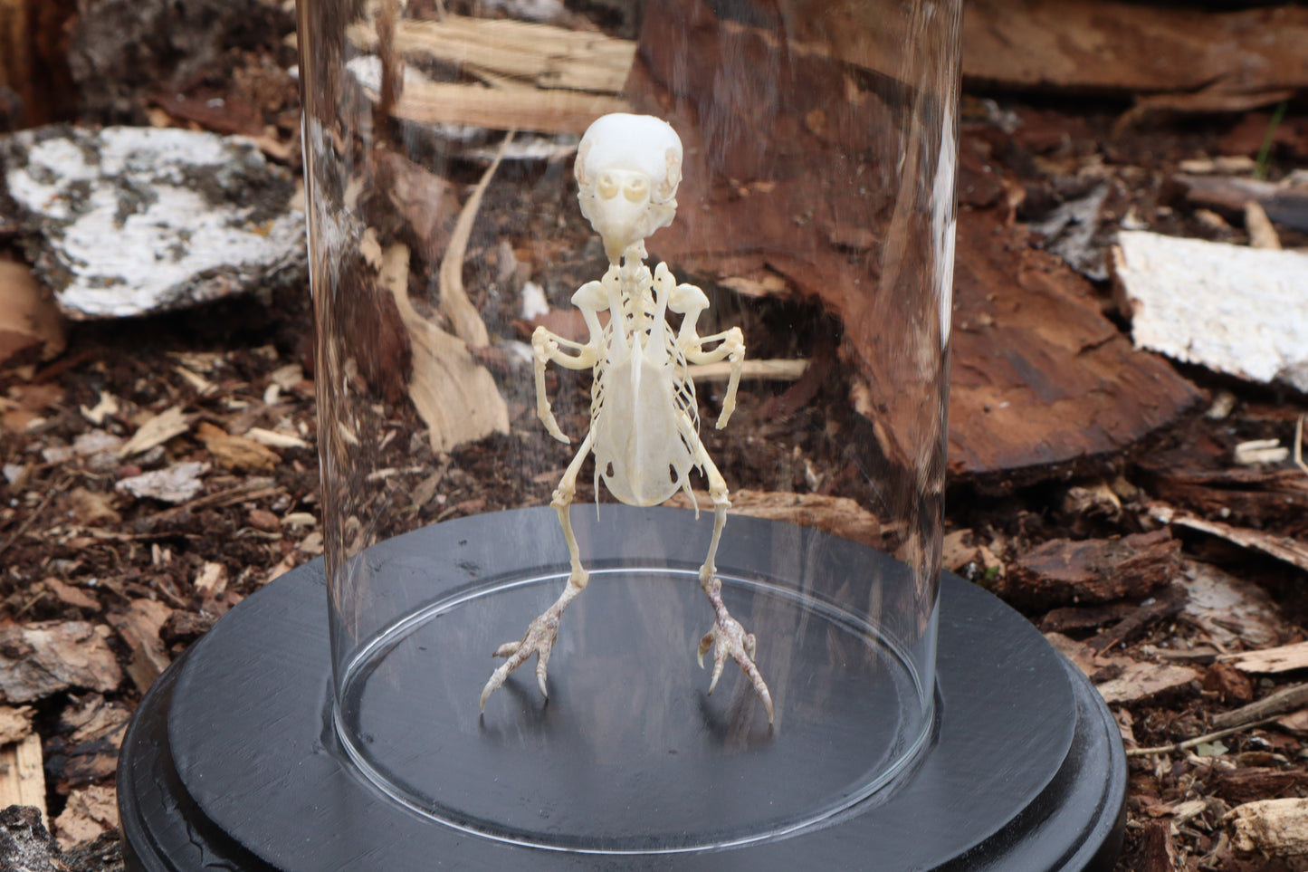 Articulated Parakeet Skeleton with Sclerotic Rings