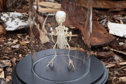Articulated Parakeet Skeleton with Sclerotic Rings