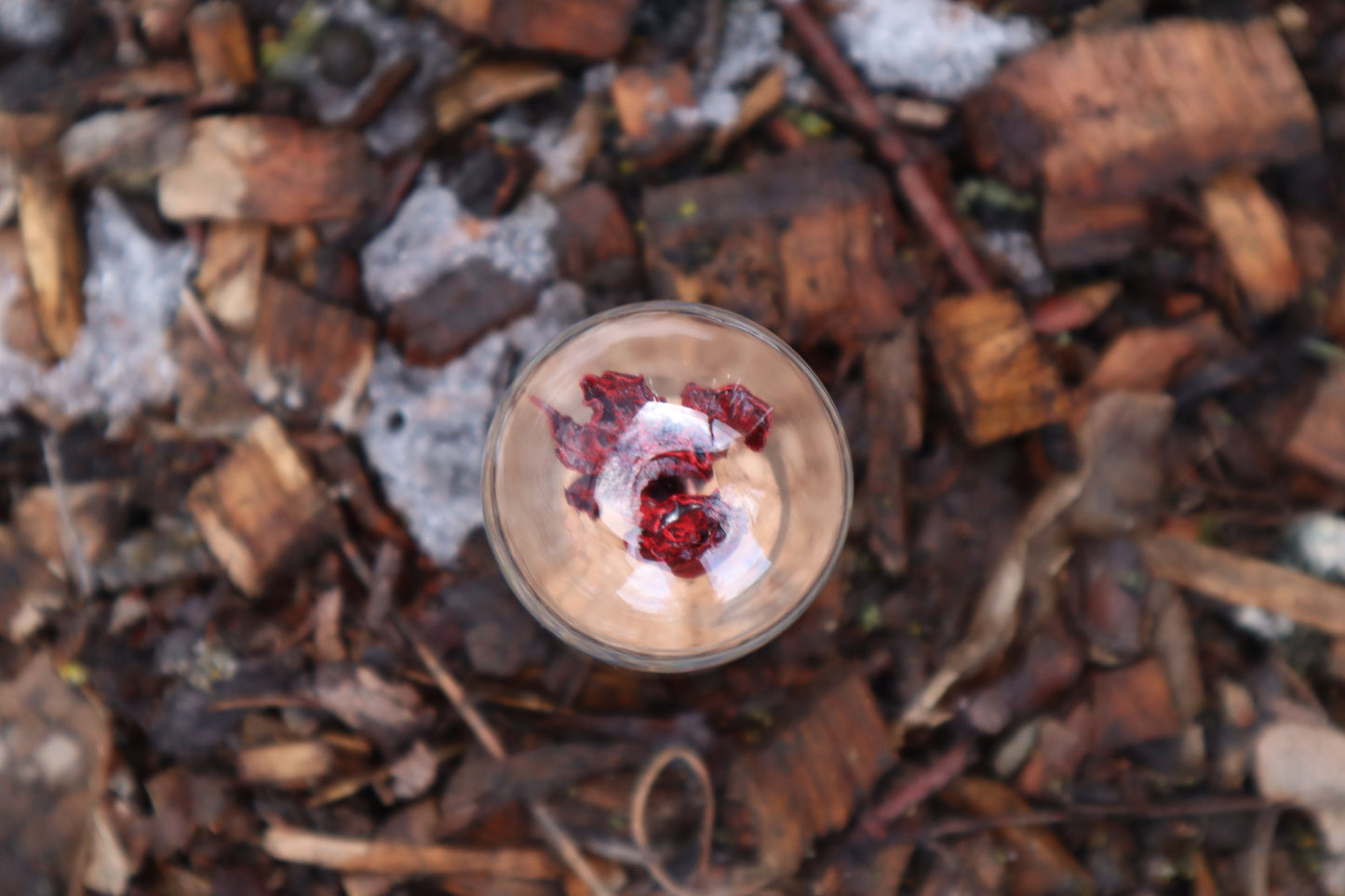 Dry Preserved Kitten Heart and Lungs
