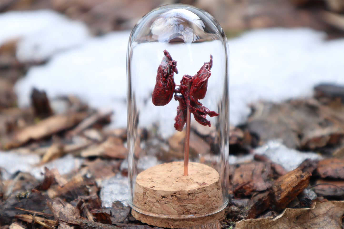 Dry Preserved Kitten Heart and Lungs