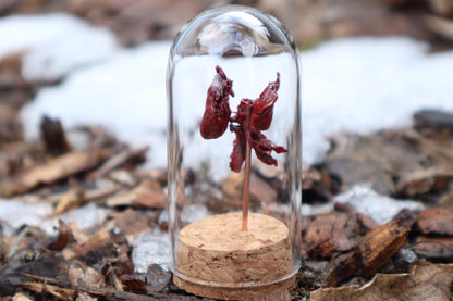 Dry Preserved Kitten Heart and Lungs