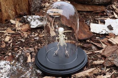 Articulated Parakeet Skeleton with Sclerotic Rings