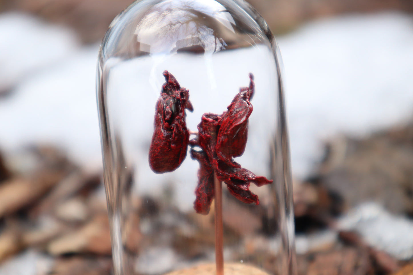 Dry Preserved Kitten Heart and Lungs