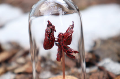 Dry Preserved Kitten Heart and Lungs