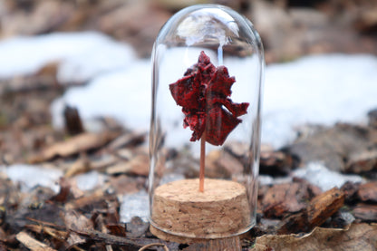 Dry Preserved Kitten Heart and Lungs