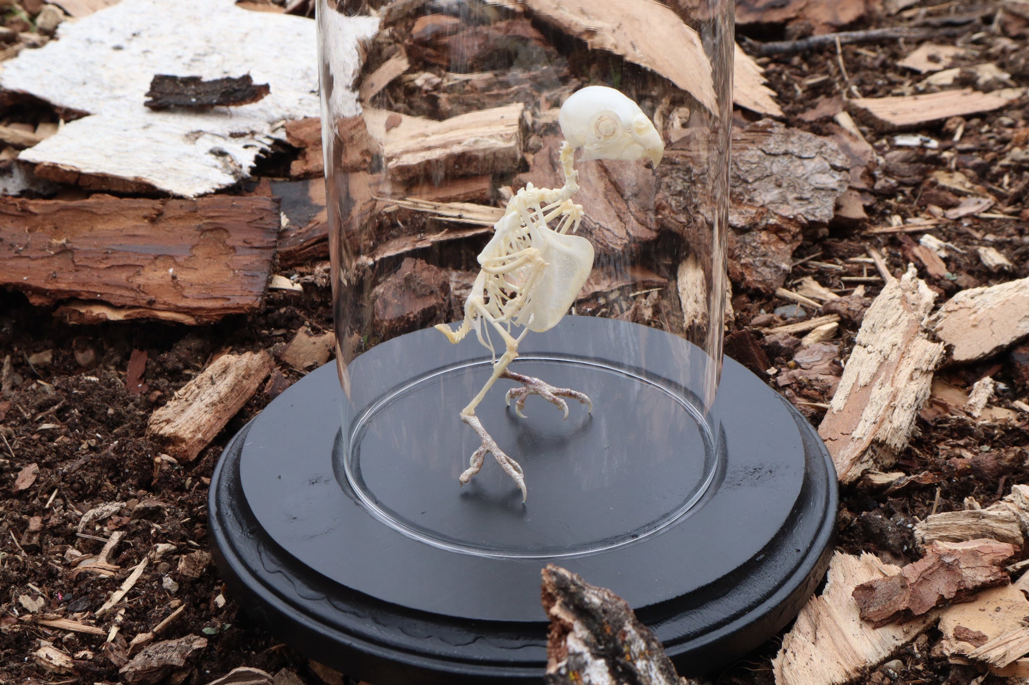 Articulated Parakeet Skeleton with Sclerotic Rings