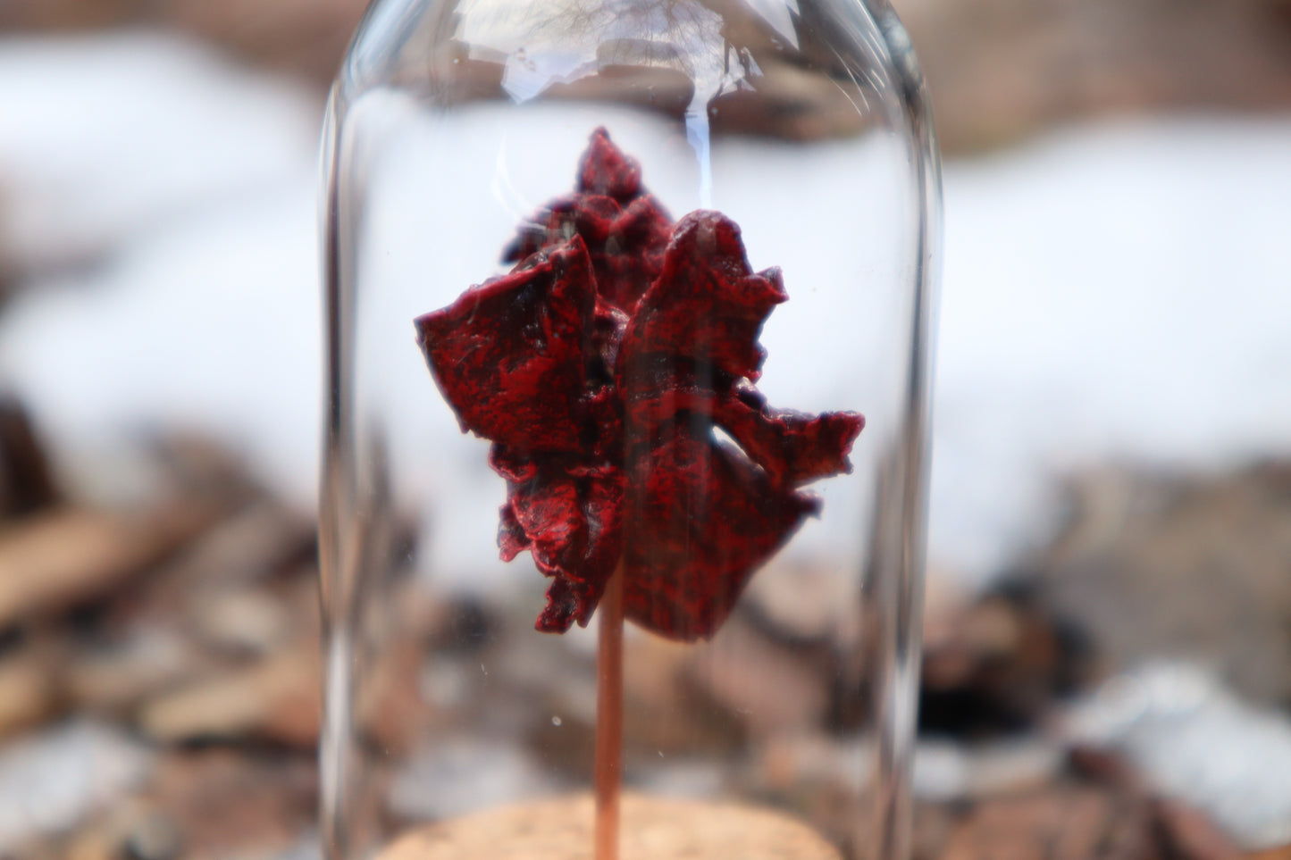 Dry Preserved Kitten Heart and Lungs