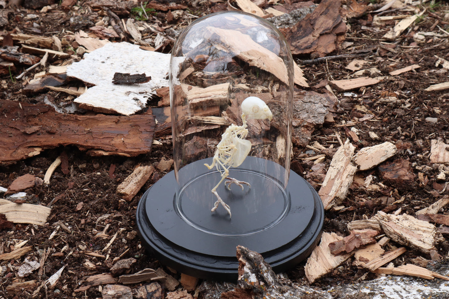 Articulated Parakeet Skeleton with Sclerotic Rings
