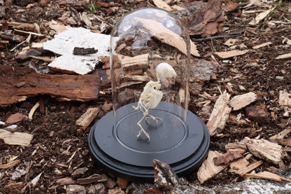 Articulated Parakeet Skeleton with Sclerotic Rings