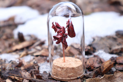 Dry Preserved Kitten Heart and Lungs
