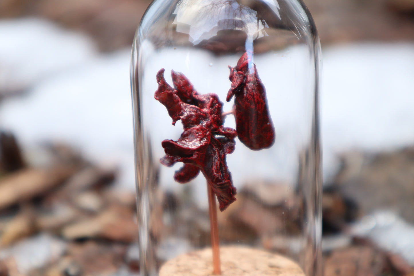 Dry Preserved Kitten Heart and Lungs