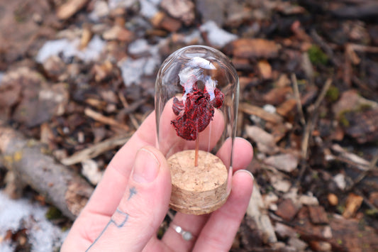 Dry Preserved Kitten Heart and Lungs