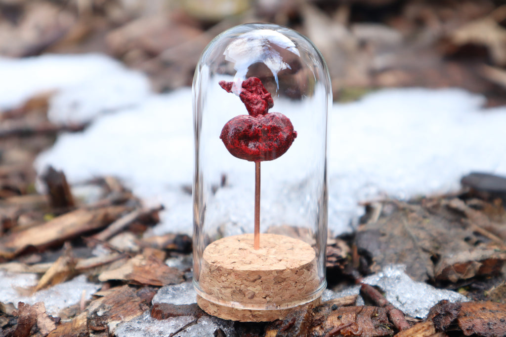 Dry Preserved Raccoon Kidney