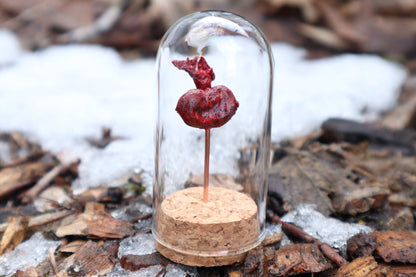 Dry Preserved Raccoon Kidney