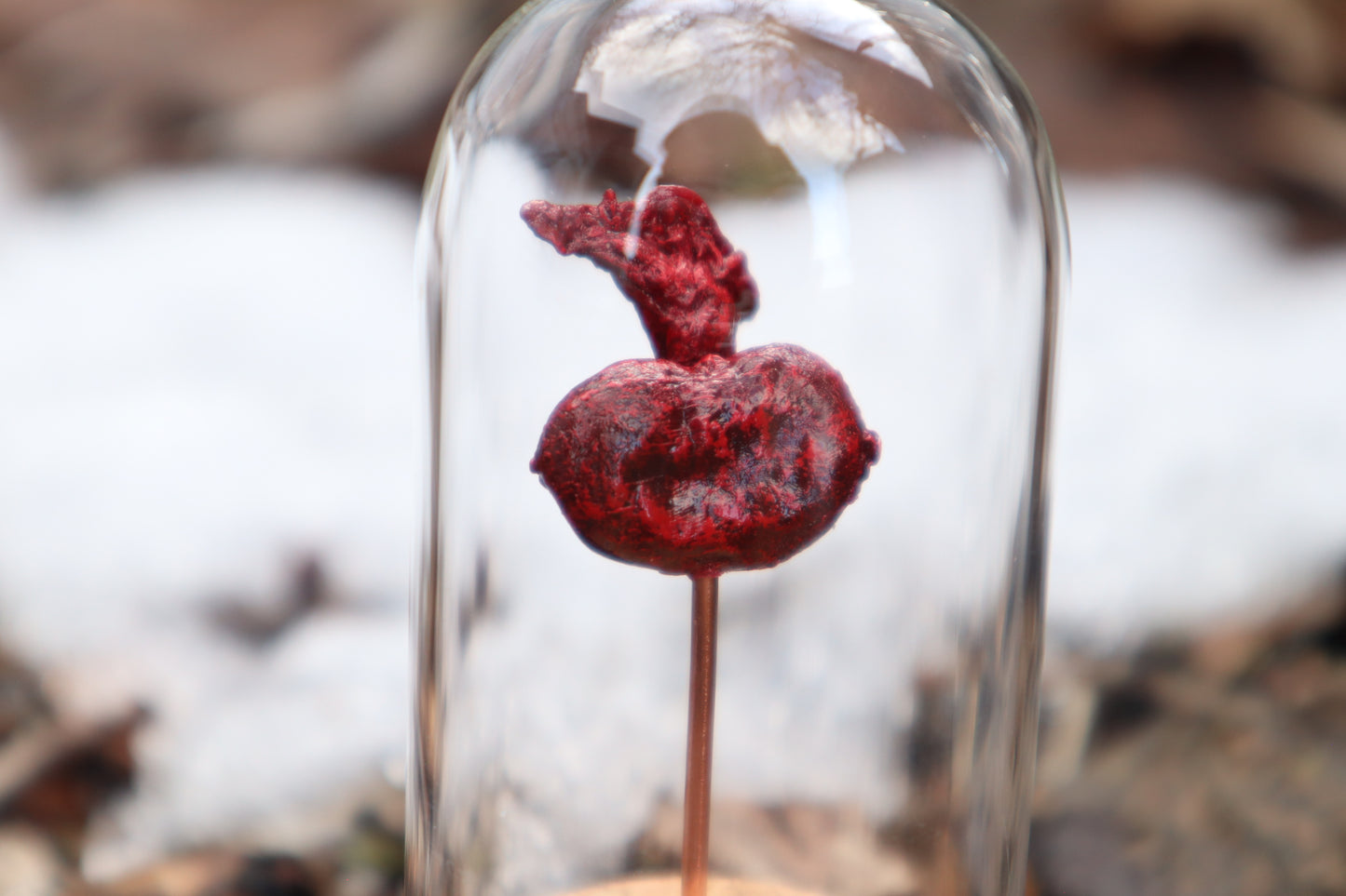 Dry Preserved Raccoon Kidney