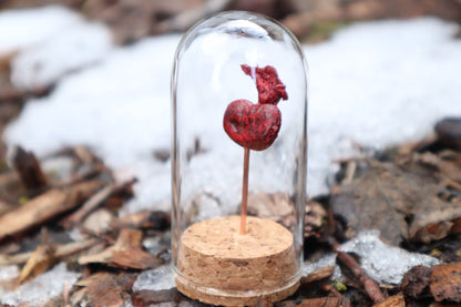Dry Preserved Raccoon Kidney