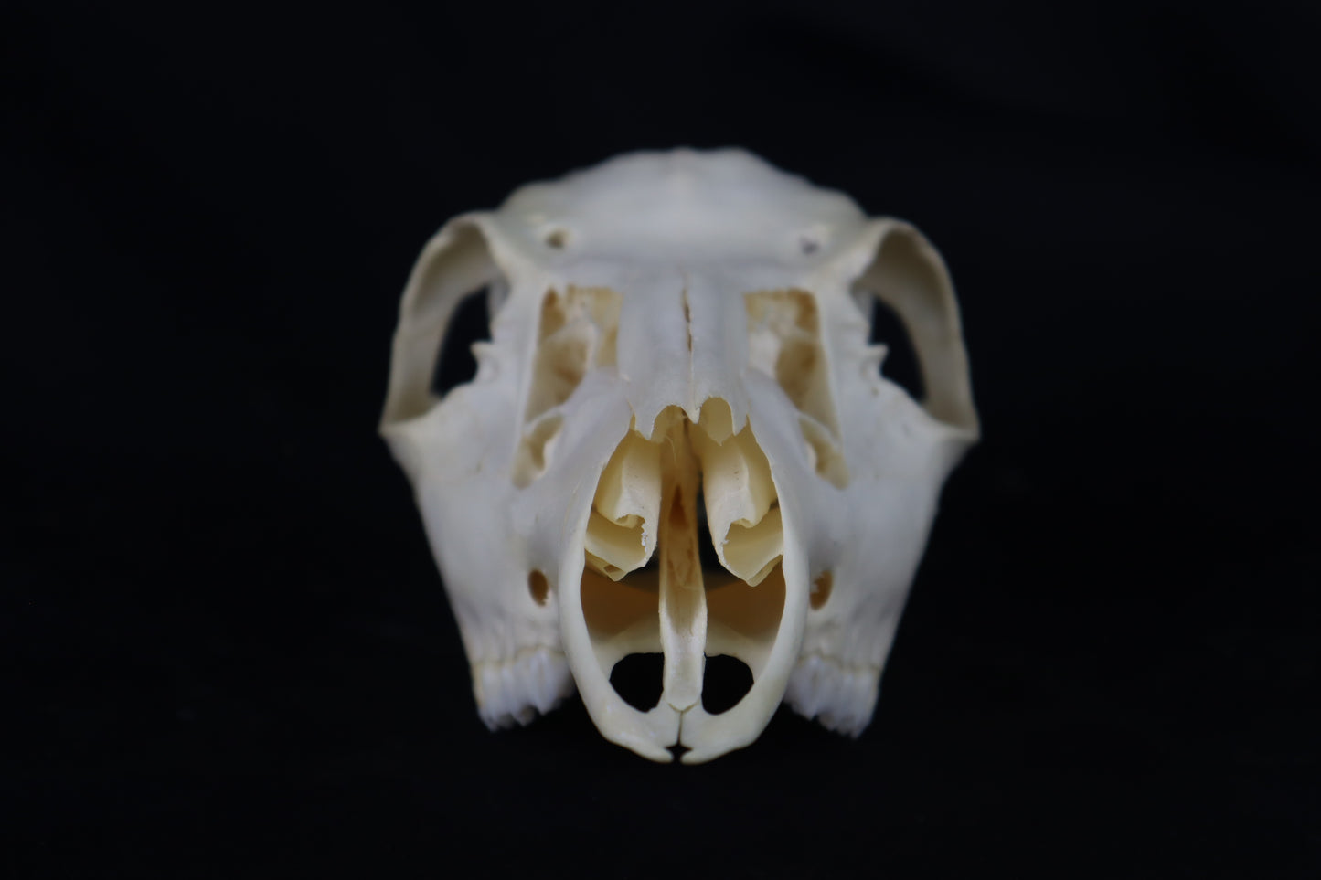 Whitetail Doe Skull
