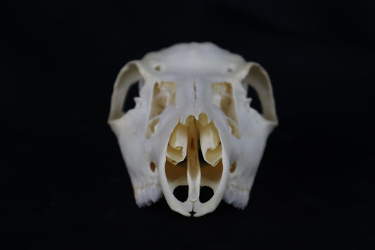 Whitetail Doe Skull