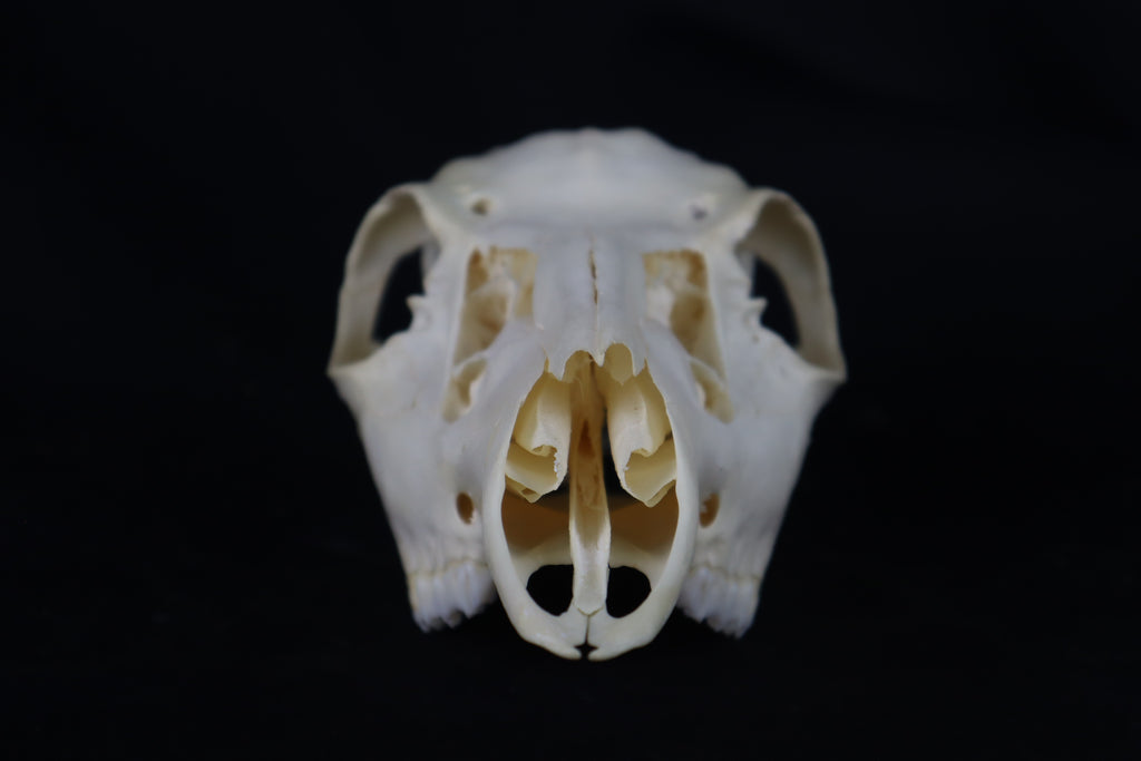Whitetail Doe Skull