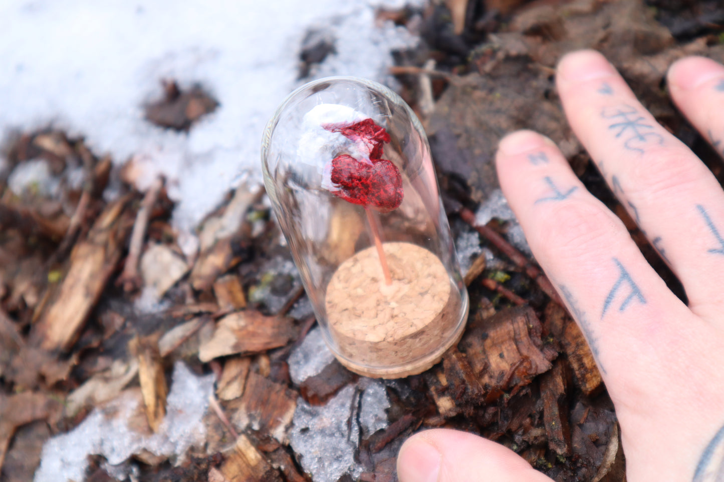 Dry Preserved Raccoon Kidney