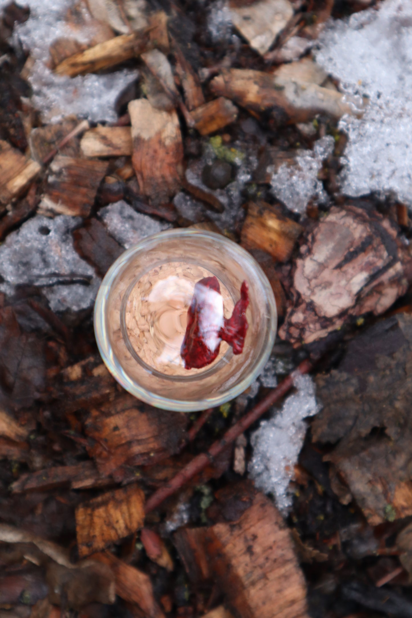Dry Preserved Raccoon Kidney