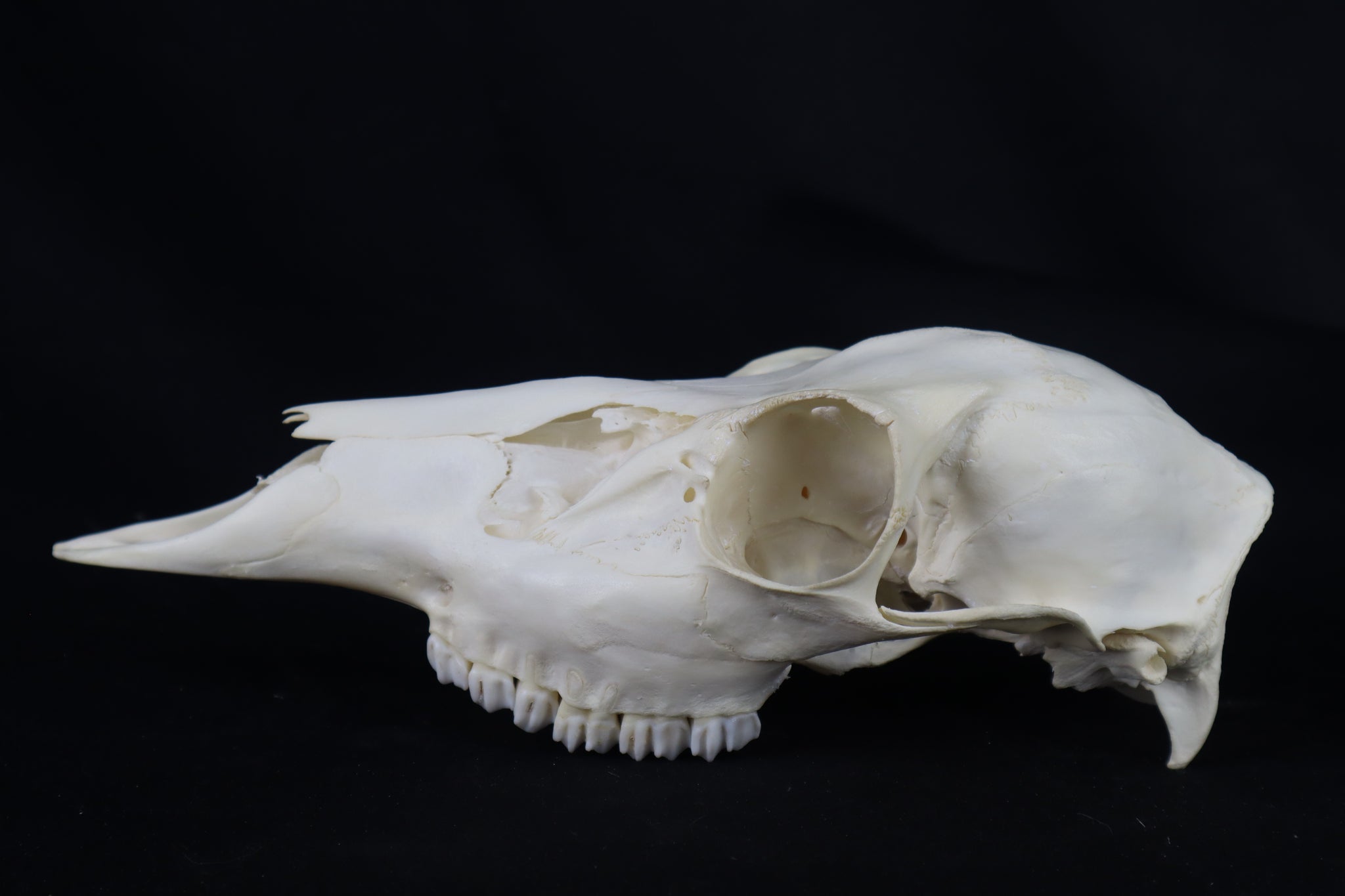 Whitetail Doe Skull