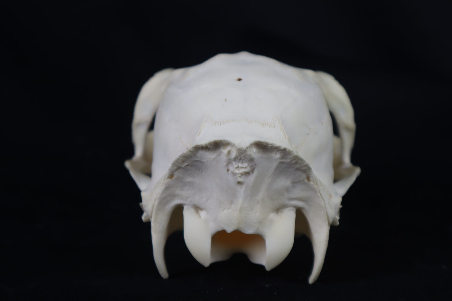 Whitetail Doe Skull