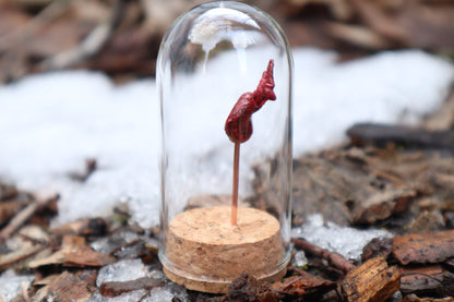 Dry Preserved Raccoon Kidney