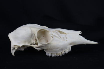 Whitetail Doe Skull
