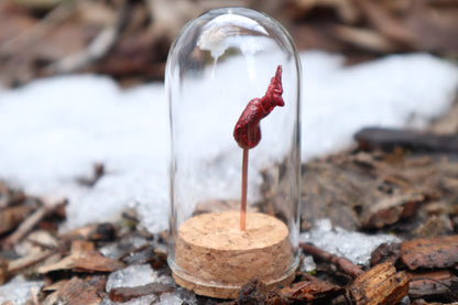 Dry Preserved Raccoon Kidney