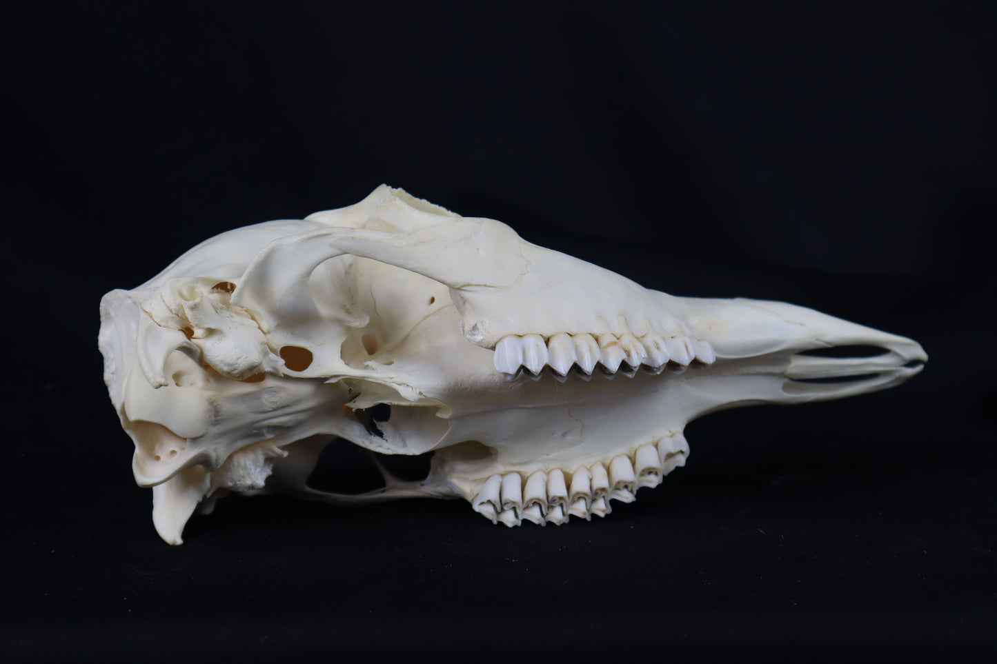 Whitetail Doe Skull