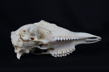Whitetail Doe Skull