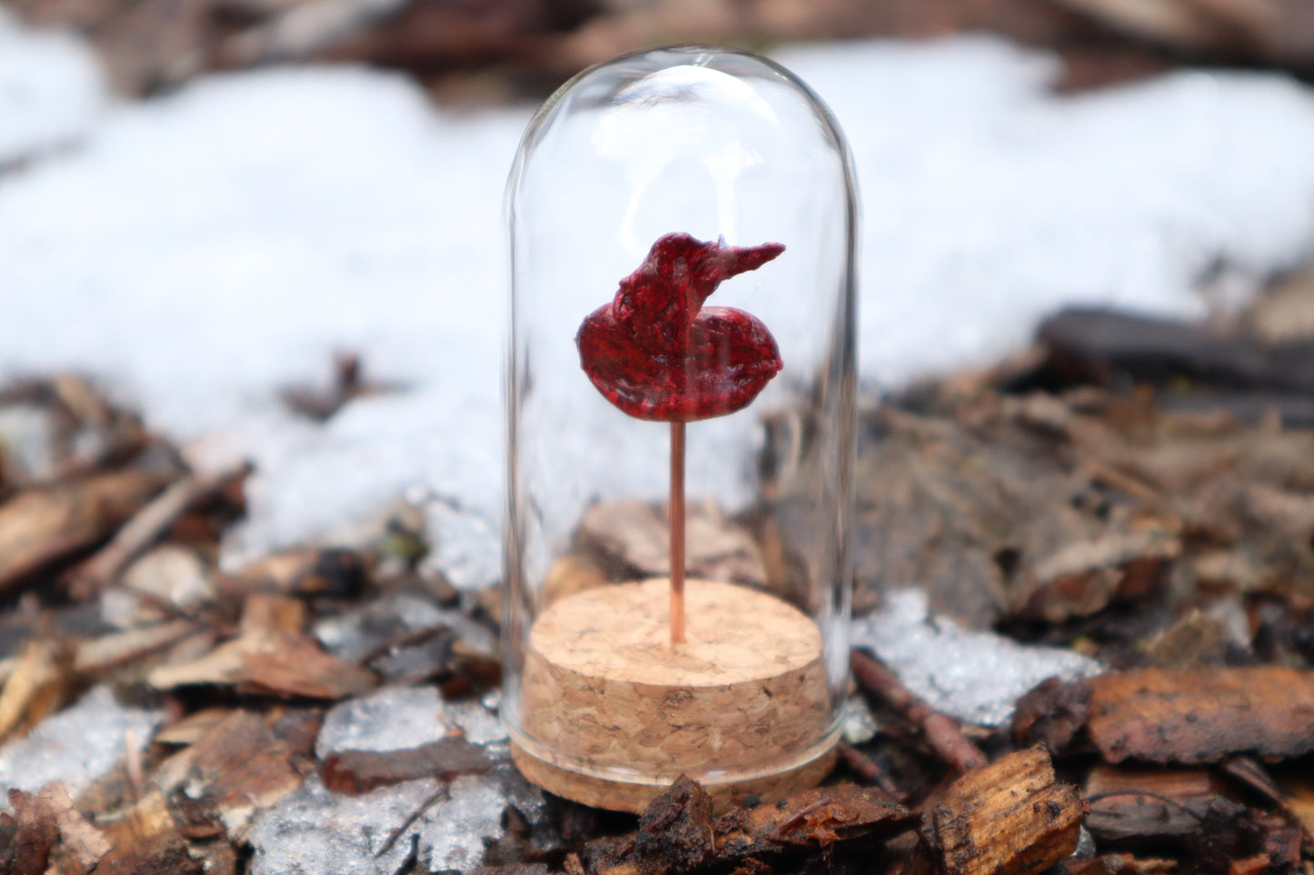 Dry Preserved Raccoon Kidney