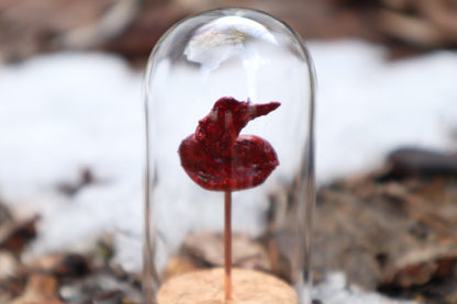 Dry Preserved Raccoon Kidney