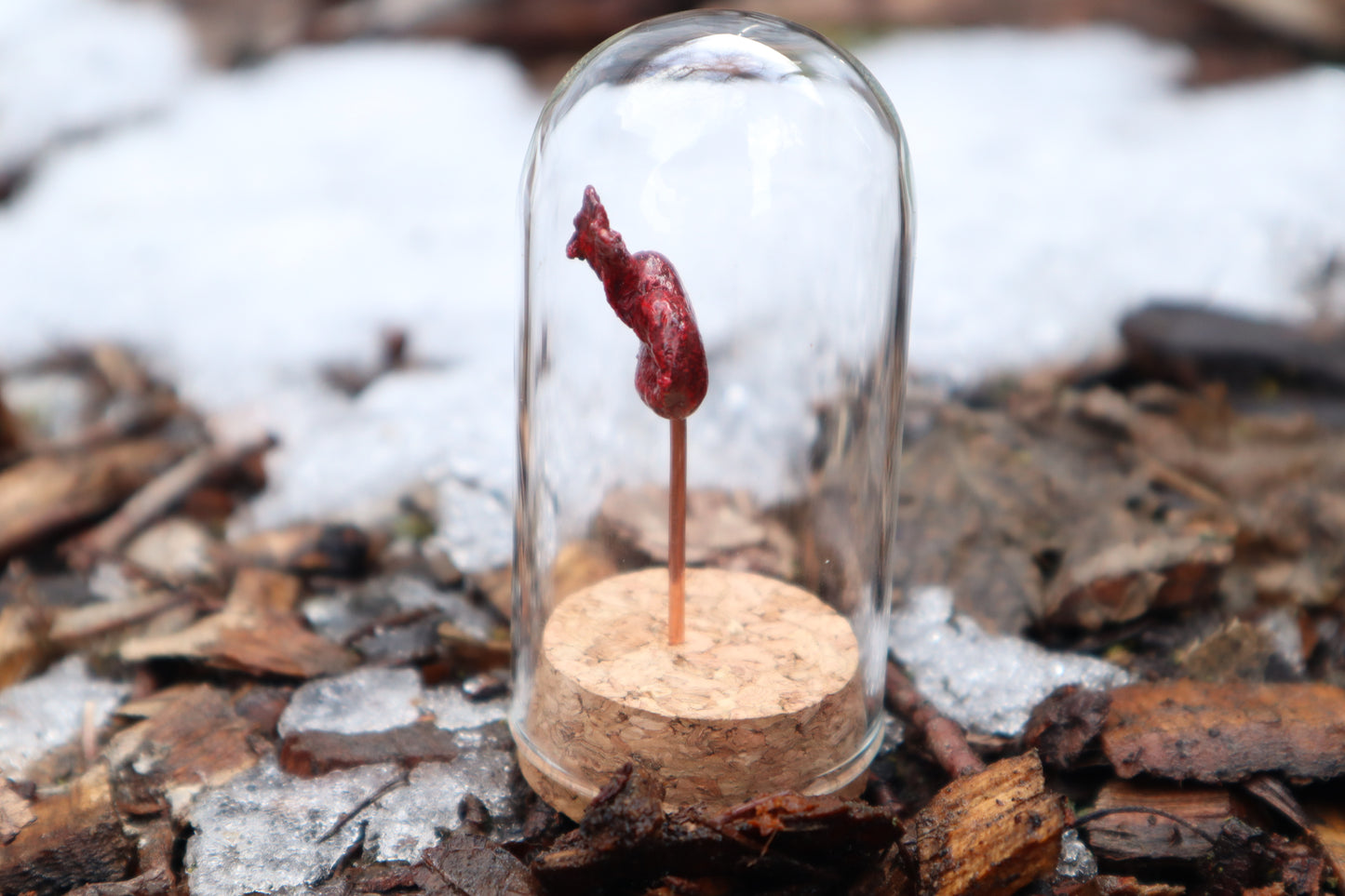 Dry Preserved Raccoon Kidney