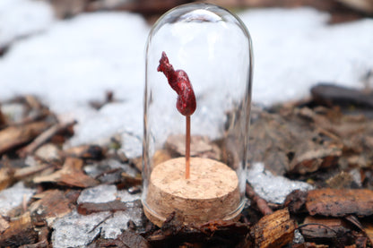 Dry Preserved Raccoon Kidney