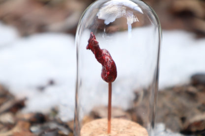 Dry Preserved Raccoon Kidney