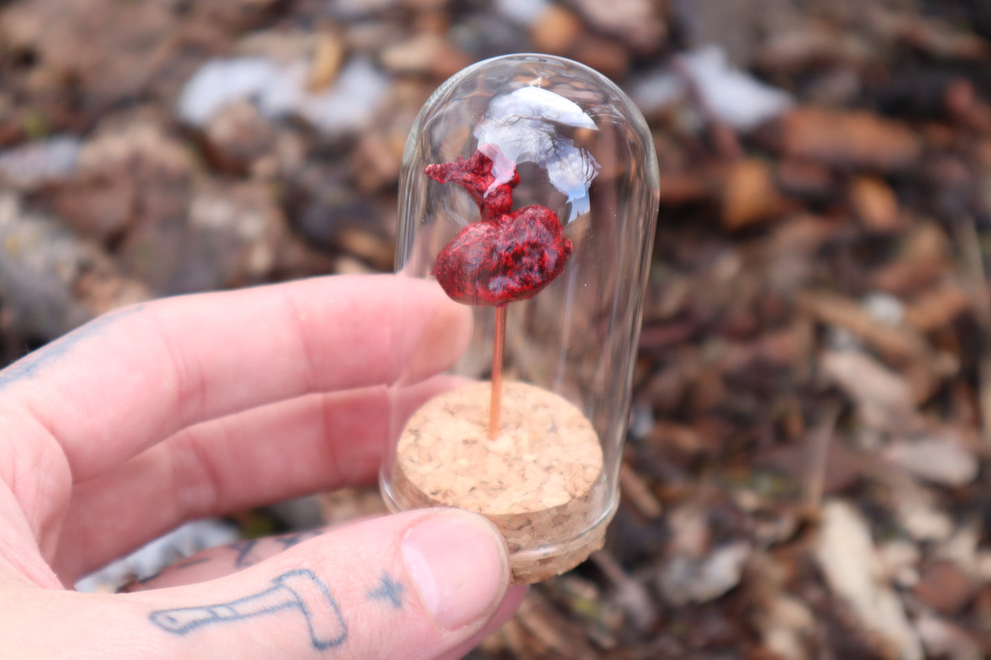 Dry Preserved Raccoon Kidney