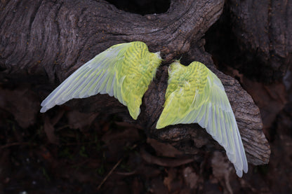 Dry Preserved Parakeet Wings