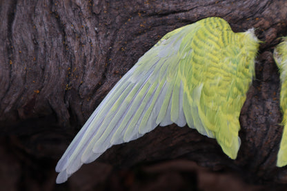 Dry Preserved Parakeet Wings