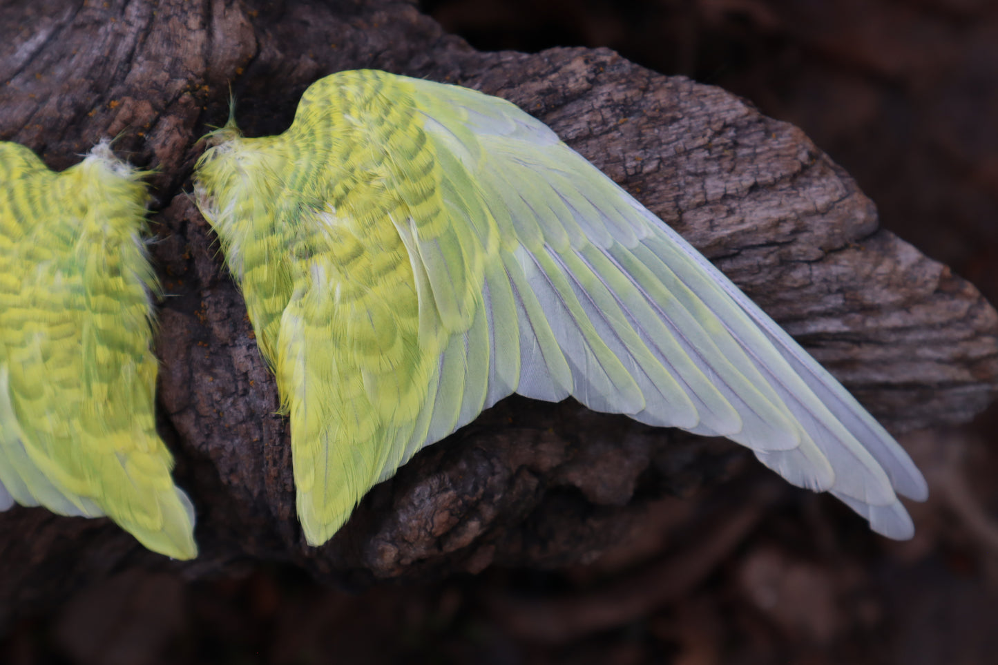 Dry Preserved Parakeet Wings