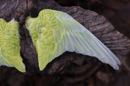 Dry Preserved Parakeet Wings