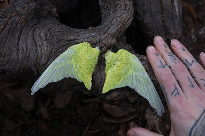 Dry Preserved Parakeet Wings