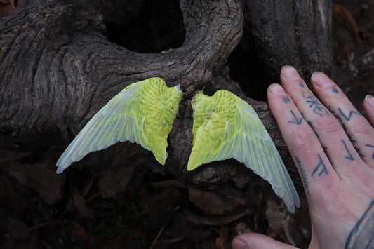 Dry Preserved Parakeet Wings