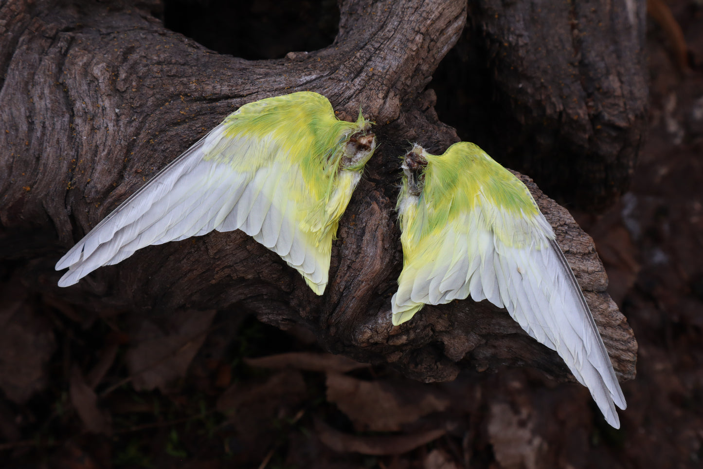 Dry Preserved Parakeet Wings