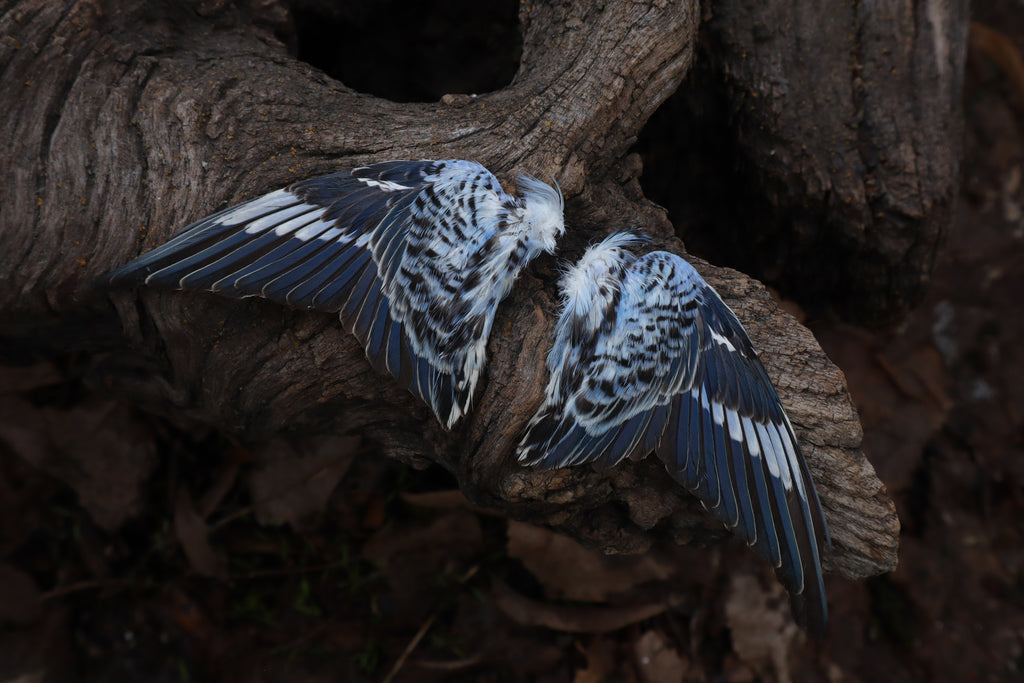 Dry Preserved Parakeet Wings