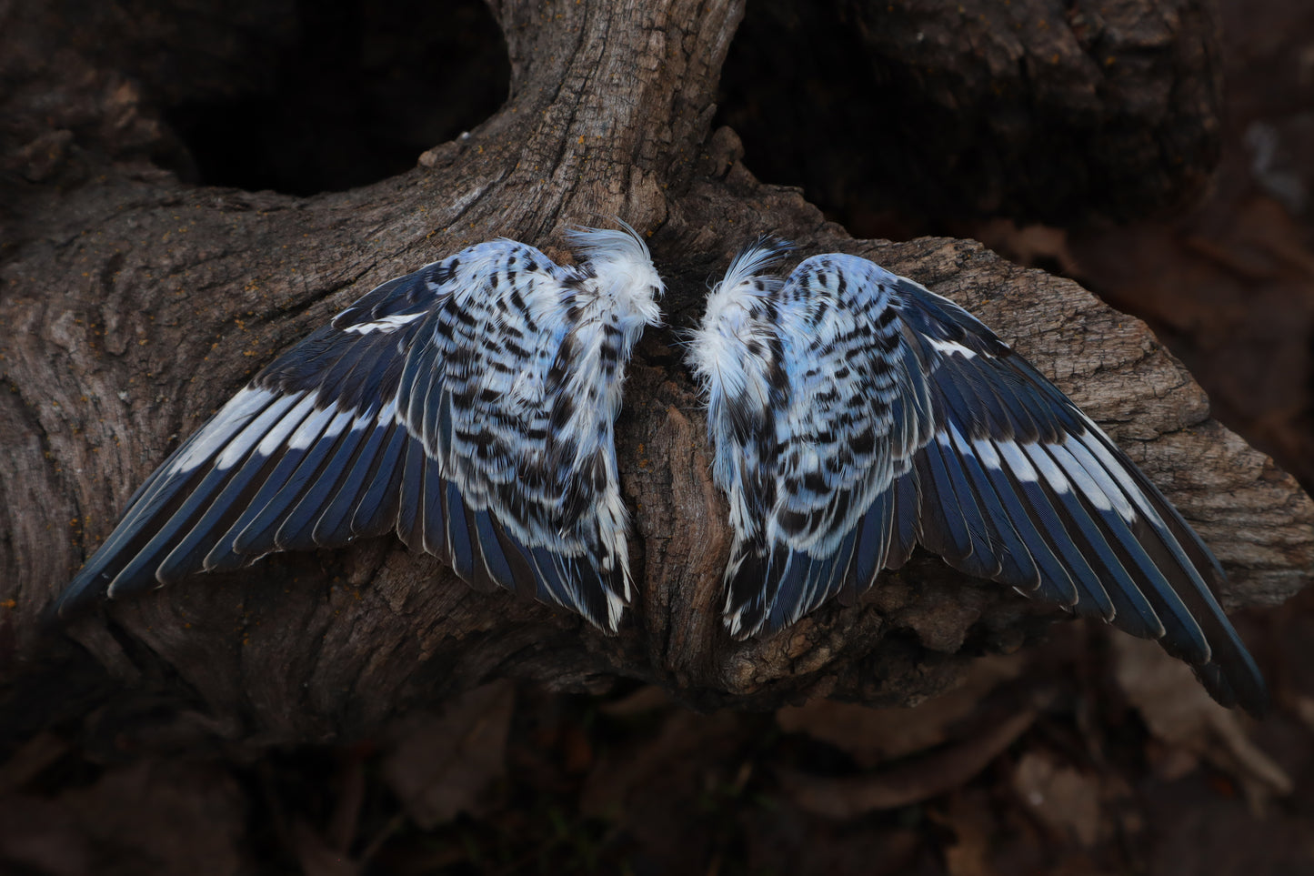 Dry Preserved Parakeet Wings
