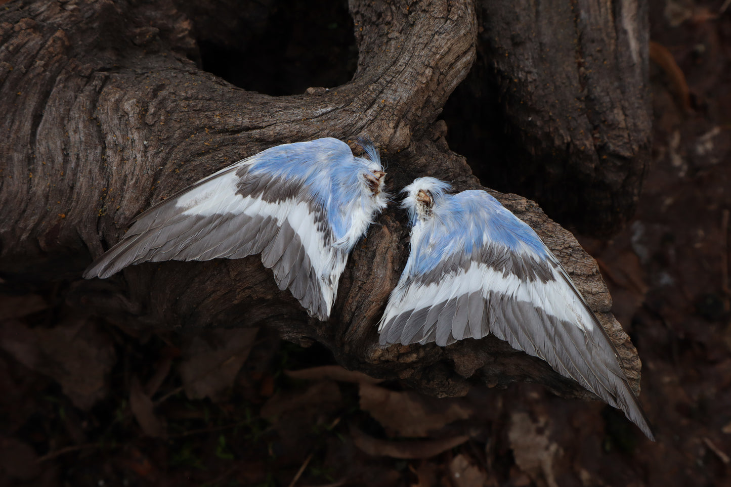 Dry Preserved Parakeet Wings